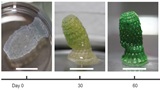 Addio cemento? Ecco il materiale edile organico che ripulisce l'aria assorbendo CO2