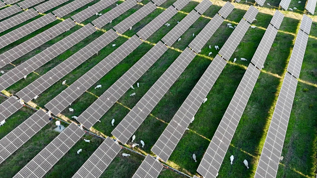 Fotovoltaico e pecore al pascolo, la nuova idea di Enel per gestire gli impianti in Texas