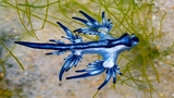 Nel Great Pacific Garbage Patch stanno nascendo nuovi ecosistemi  