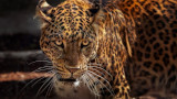 Jaguar Shores: la risposta di Intel alle GPU AI di NVIDIA punta sulle memorie HBM4