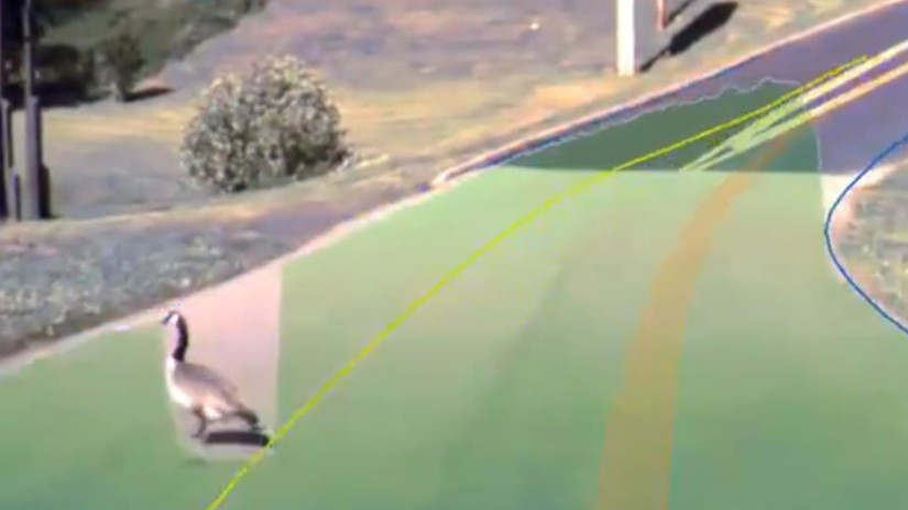 Tesla Autopilot e gli animali in strada: ecco cosa vede il sistema quando ne incontra uno