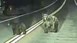 Tesla Autopilot e gli animali in strada: il sistema ha reagito tempestivamente ad un gruppo di orsi