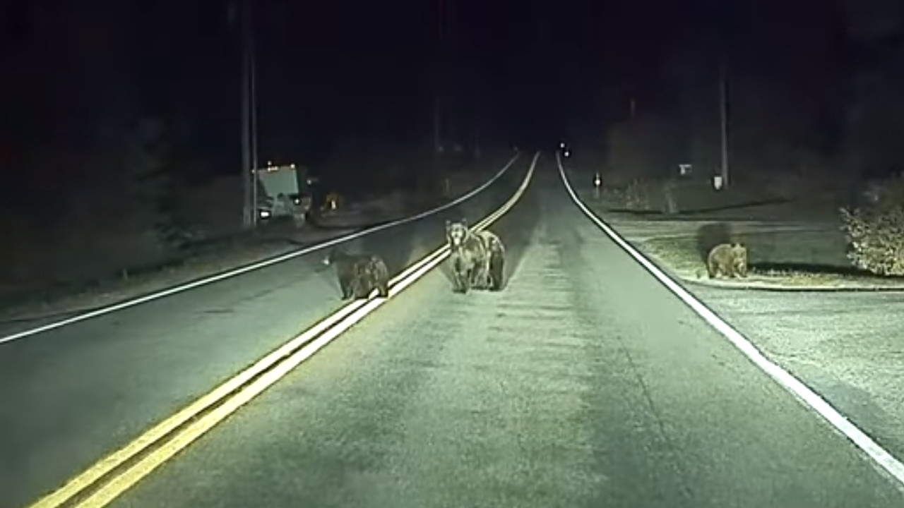 Tesla Autopilot e gli animali in strada: il sistema ha reagito tempestivamente ad un gruppo di orsi