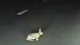 Tesla Autopilot evita anche i piccoli animali? Ecco il video del mancato incidente con un coniglio