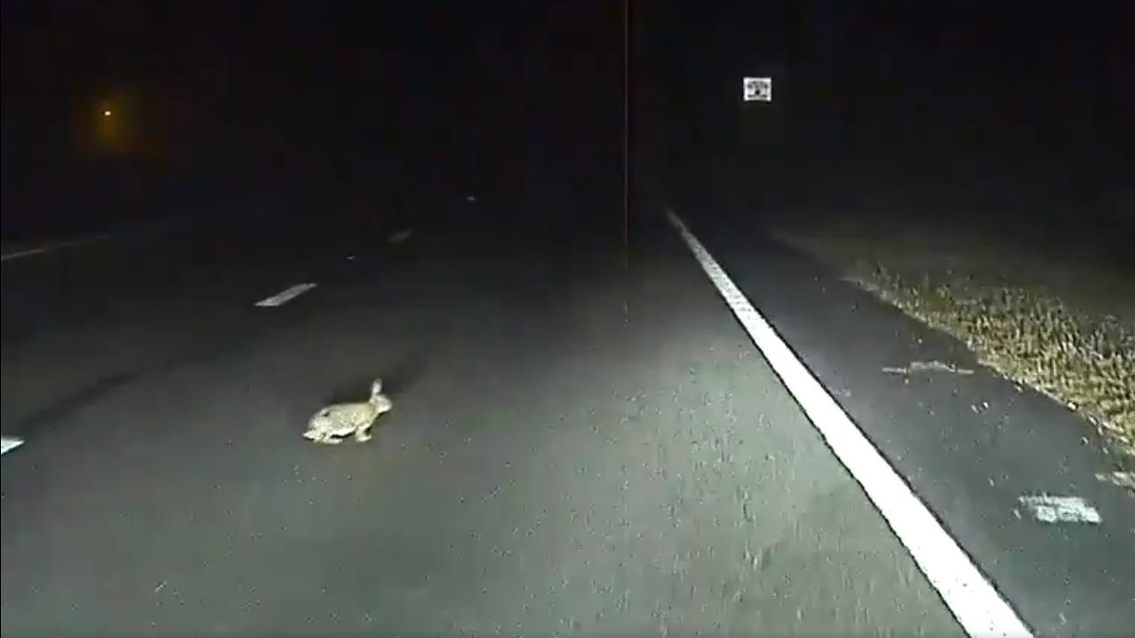 Tesla Autopilot evita anche i piccoli animali? Ecco il video del mancato incidente con un coniglio