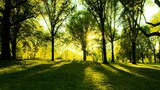 Piantare alberi nelle città è davvero la risposta ai problemi climatici?  